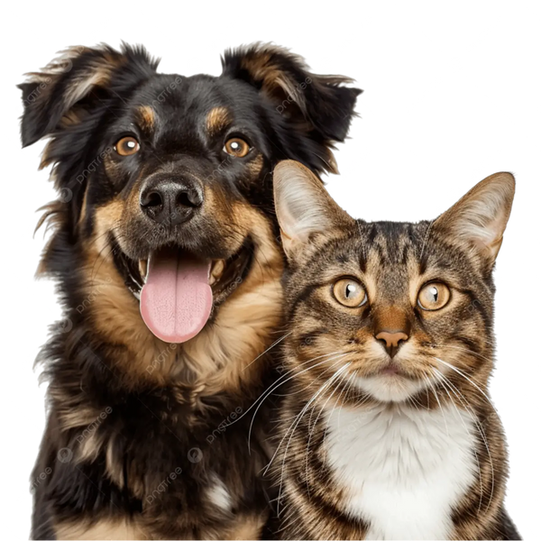 Pet Care